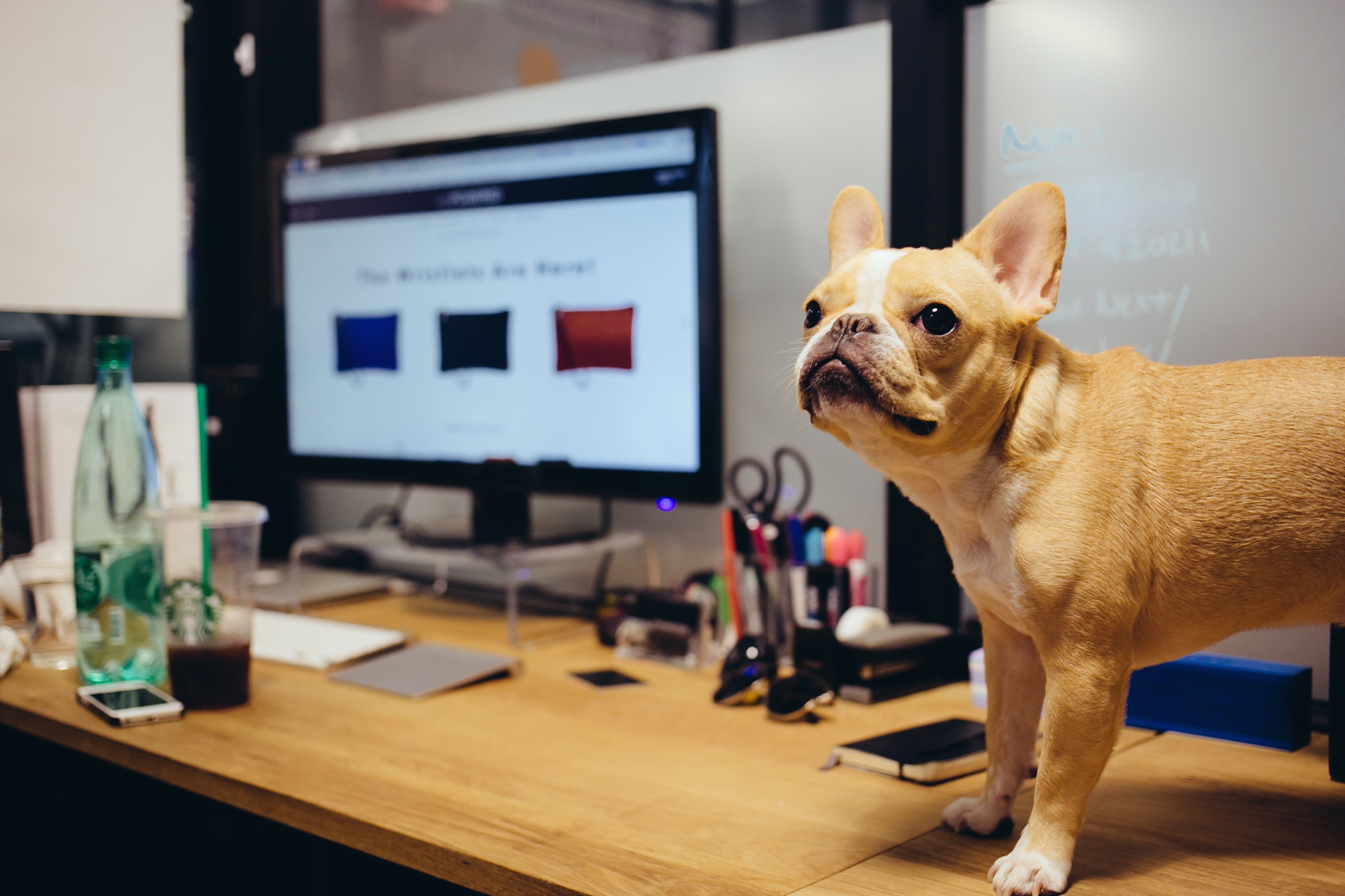 should you have dogs in your office ideas by we office pet