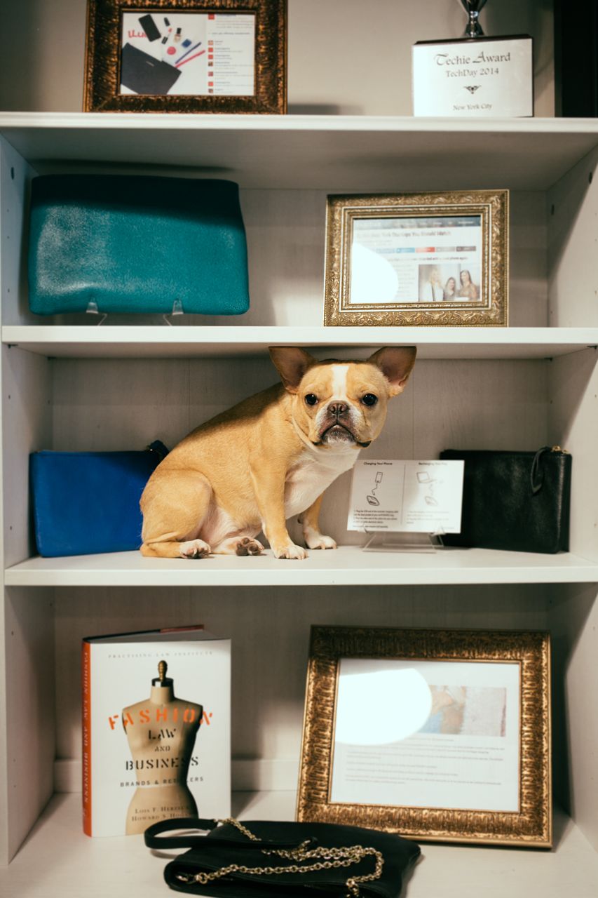 Loni emPOWERED-Chloe_mini_frenchie