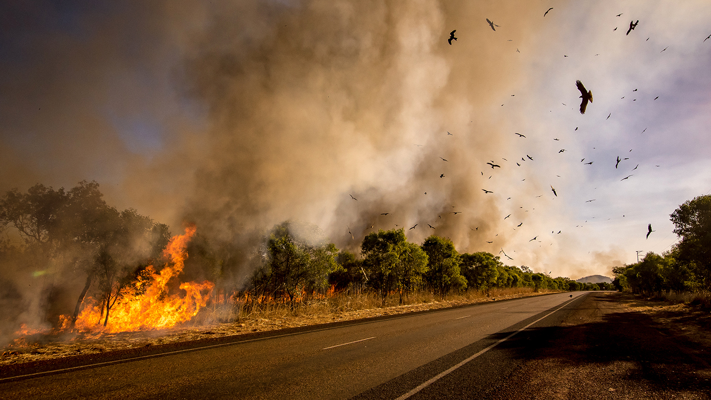 The Australian bushfires. Photographs courtesy of Getty Images