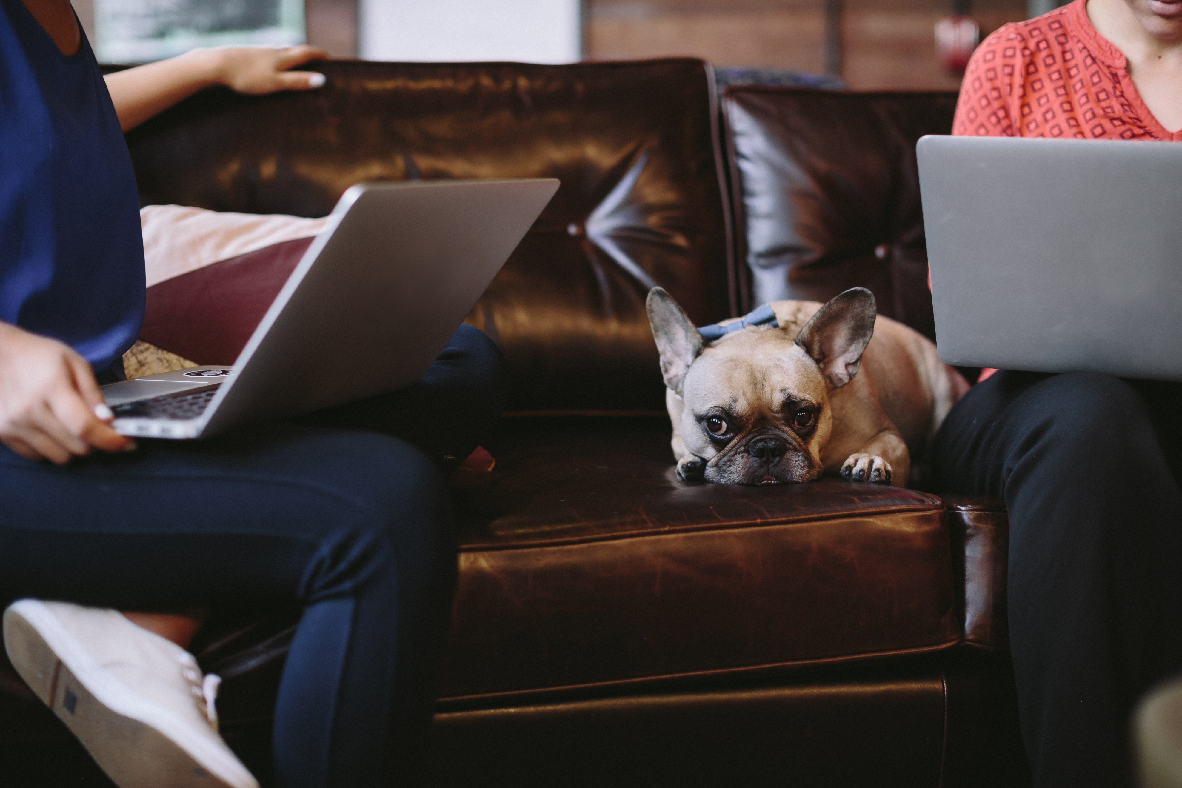 working with emotional support dog