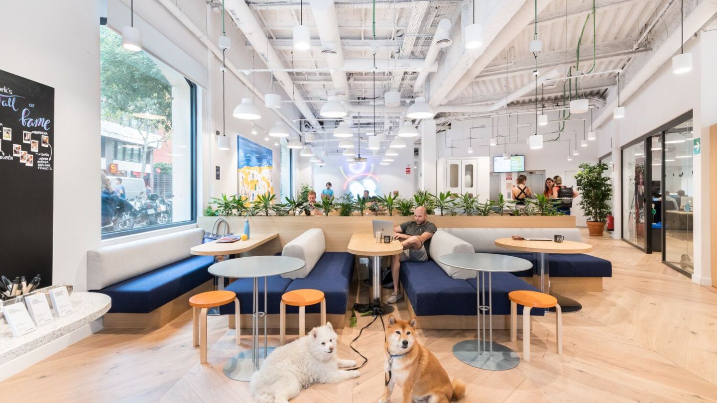 Two dogs sitting by a lounge area in a coworking space.